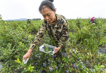 Arándanos se cosechan en base de plantación en Heilongjiang