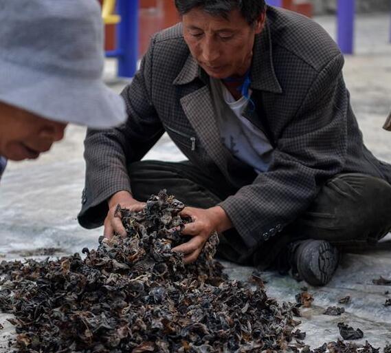 Cultivo de oreja de madera en Sichuan