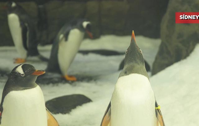 Festival Qixi de China trae romance a pingüinos de Australia