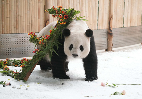 Casa del Panda Gigante celebra cumpleaños 13 de Sijia