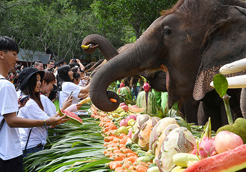 Celebran Día Mundial del Elefante en Yunnan