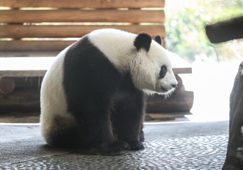 Zoológico de Berlín dará bienvenida a cachorros de panda recién nacidos