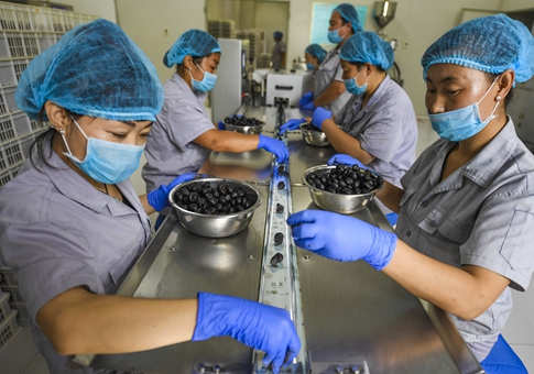 Industria de procesamiento de ajo negro trae oportunidades de empleo a residentes en Hebei