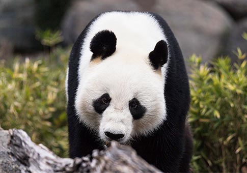 Australia: Se celebra el décimo cumpleaños en ultramar de pandas Wang Wang y Fu Ni