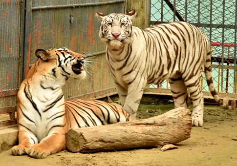 Primer tigre blanco en Bangladesh