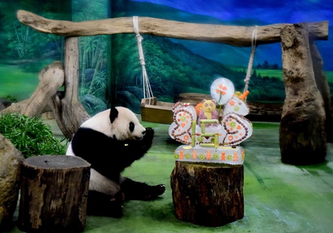 Pandas gigantes Tuan Tuan y Yuan Yuan celebran cumpleaños número 15