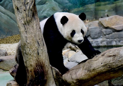 Pandas gigantes Tuan Tuan y Yuan Yuan celebran cumpleaños número 15