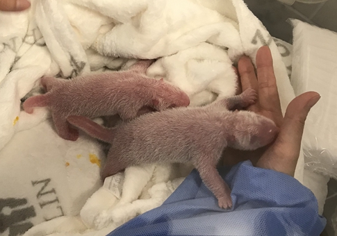 Pandas gemelos recién nacidos en Berlín