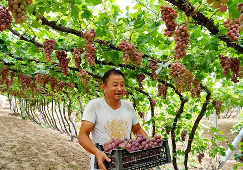 Cosechan uvas en Haoyao, en Hebei