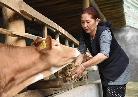 Aldeanos de Xinjiang salen de pobreza por plantación y cría de ganado