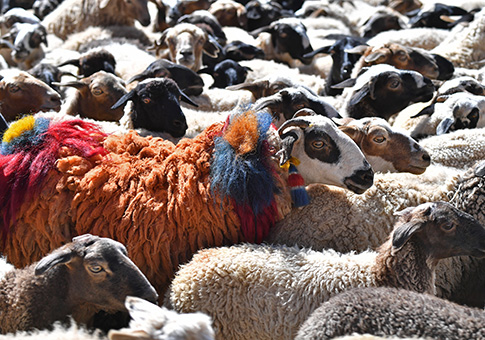 Ceremonia de conteo de ovejas en Xigaze, Tíbet