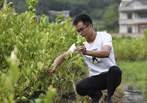 Negocio de plantación ayude a aldeanos a aumentar ingresos en Guangxi