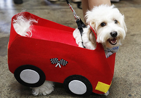 EEUU: Perros con disfraces de vehículos en una competencia en San Francisco