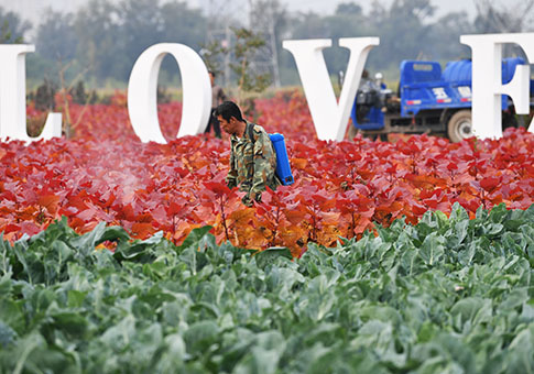 Industria de siembra de flores y plantas en Jinyuan, Shanxi