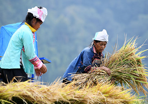 Cosechan arroz con cáscara en Jihua, Guizhou