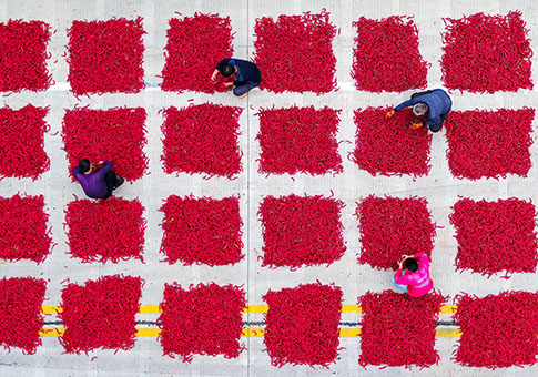 Agricultores airean chiles en Handan, Hebei