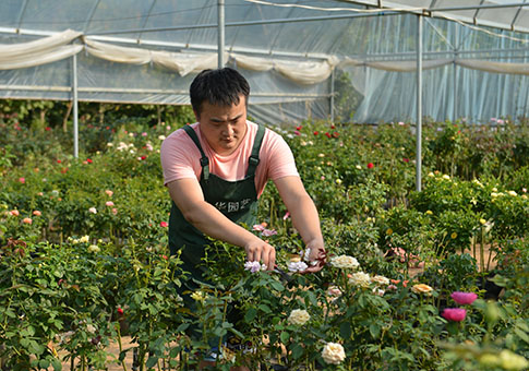 Zhang Yan planta rosa china en Jiangsu