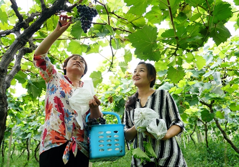 Plantación de uvas ayuda a salir de pobreza a hogares en Shaanxi