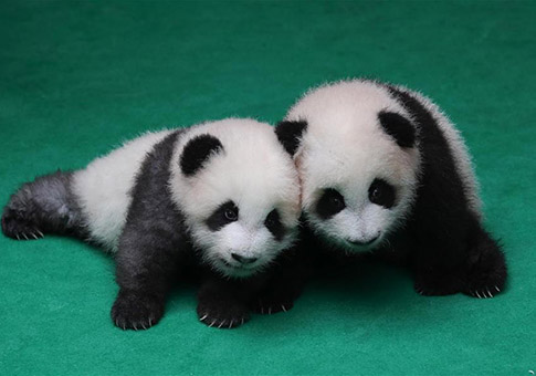 Siete pandas recién nacidos hacen primera aparición pública en Chengdu