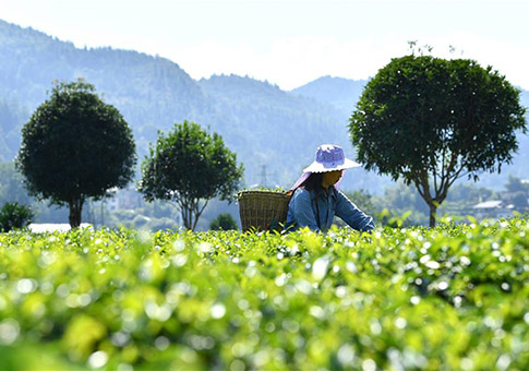 Celebran el festival de cosecha de agricultores chinos