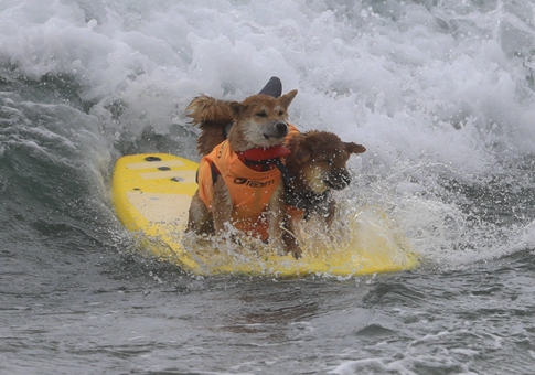 Competencia anual "Surf City Surf Dog" en California