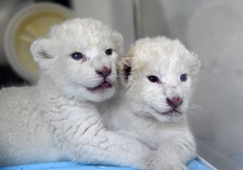 Cachorros de león blanco recién nacidos en Shandong