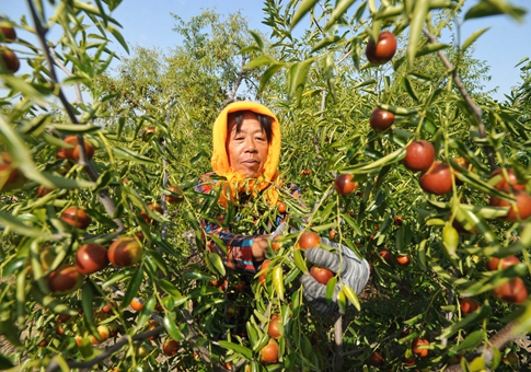 Azufaifas entran en temporada de cosecha en Hebei