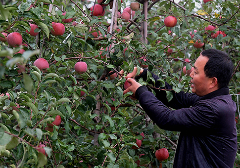 Desarrollan industria de plantación de manzanas en Henan