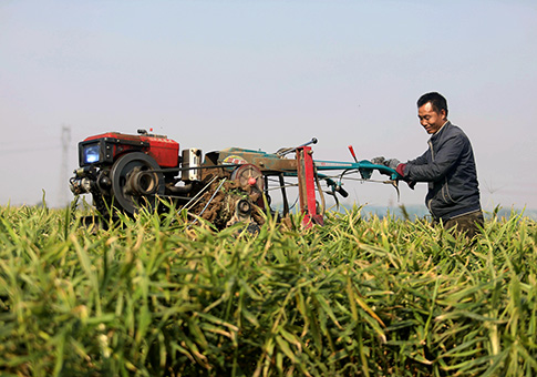 Agricultores cosechan jengibre en aldea de Hancun, Hebei