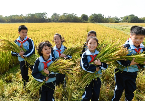 Cosechan arroz en Huzhou, provincia de Zhejiang