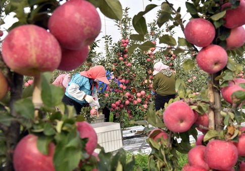 Recolectan manzanas en cooperativa en Shandong