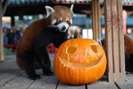 Actividades de Halloween en zoológico Pairi Daiza en Brugelette, Bélgica