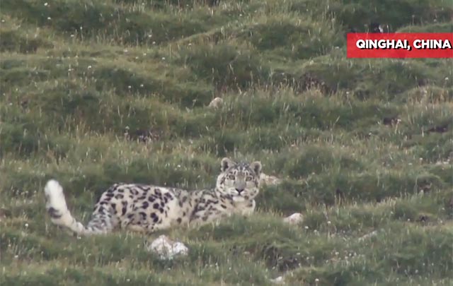 WWF anuncia nuevos avances en investigación del leopardo de las nieves