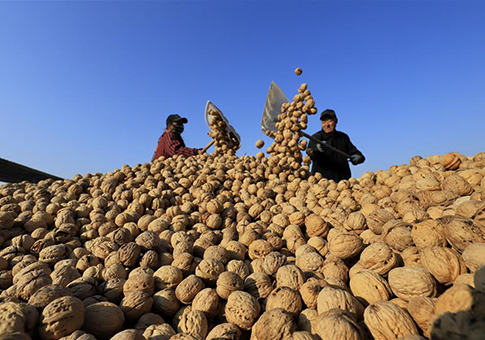 Agricultores ponen a secar las nueces cosechadas