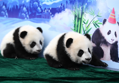 Primera aparición de tres cachorros de panda en Shaanxi