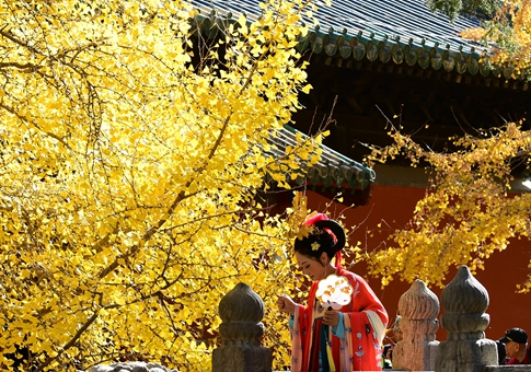 Árboles de ginkgo en Templo Dajue en Beijing