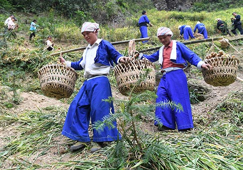 Distrito de Pinggui en Guangxi lucha contra pobreza mediante plantación de jengibre