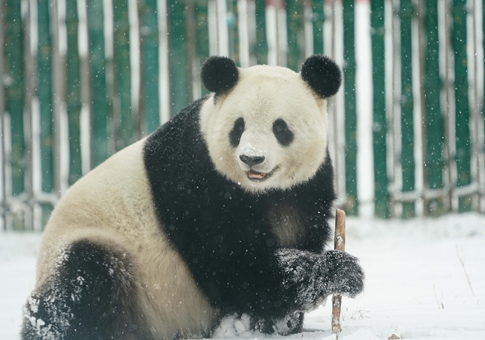 Panda gigante juega en nieve en Heilongjiang