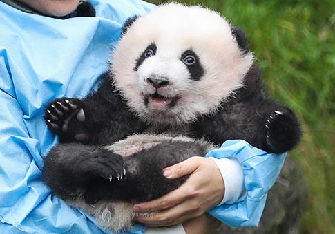 Pandas gigantes gemelos reciben nombres oficiales en zoológico Pairi Daiza, Bélgica