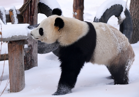 Panda gigante Mu Yun en parque de vida silvestre en Changchun