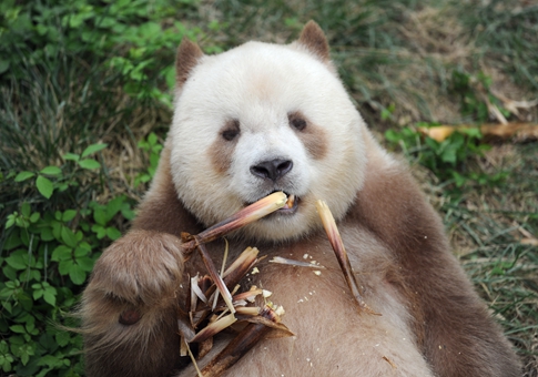 Adopción del único panda gigante marrón criado en cautiverio del mundo