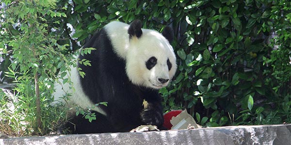 Logra la firma de un acuerdo para extender el préstamo de los dos pandas gigantes por cinco años más en Australia