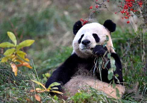 Base de Investigación de Cría del Panda Gigante de Qinling, Shaanxi