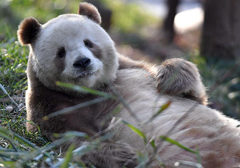 Raro panda gigante blanco y marrón en Shaanxi