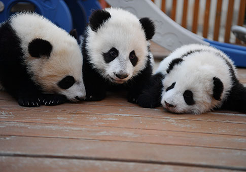 "Jardín de Niños del Panda Gigante" en Shaanxi
