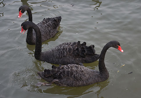 Cisnes negros criados en cooperativa agrícola en Henan