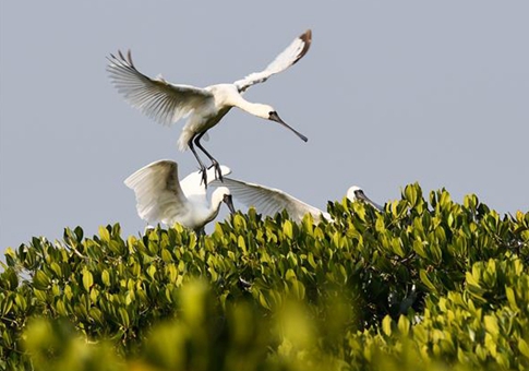 Aves migratorias llegan a Hainan para pasar el invierno