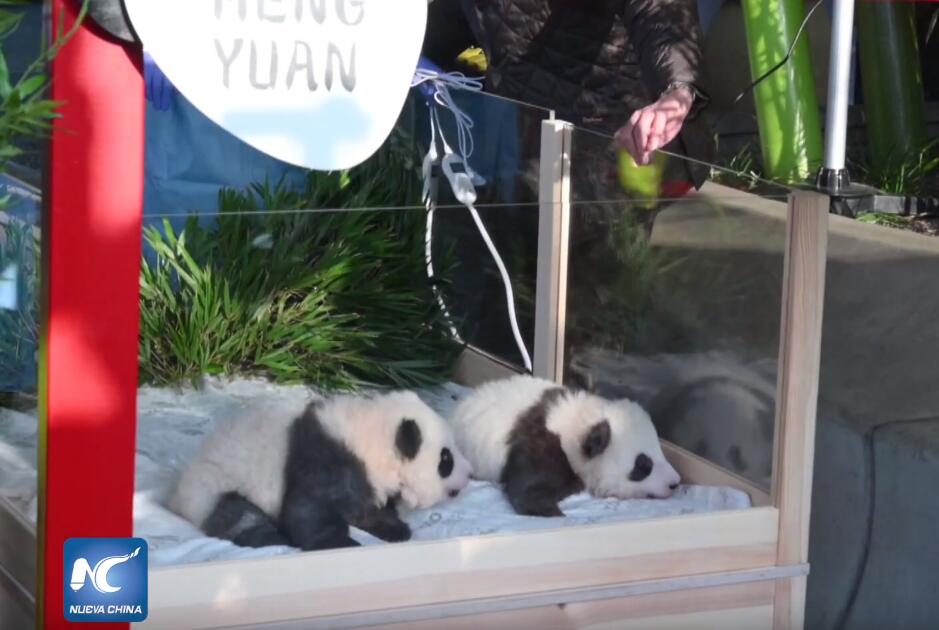 Zoológico de Berlín revela nombres de gemelos panda