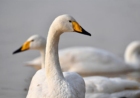 Cisnes salvajes migratorios vienen al humedal en Pinglu para pasar invierno