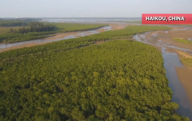 Provincia del sur de China establece conservación de manglares